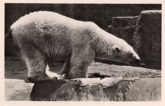 Niedźwiedź polarny na wybiegu ZOO
